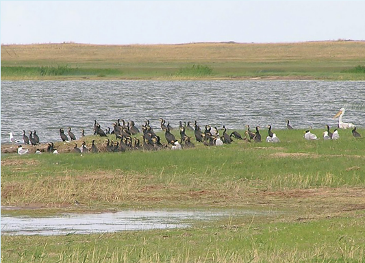 Водно-болотные угодья