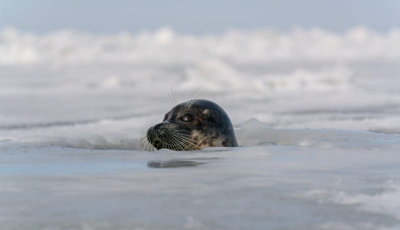 amankulovj_20190206_04849