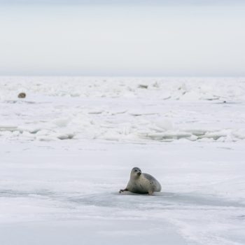 amankulovj_20190206_05064